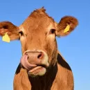 Среднегодовой надой на корову на костромском предприятии «Шуваловское молоко» за три года вырос на 27%