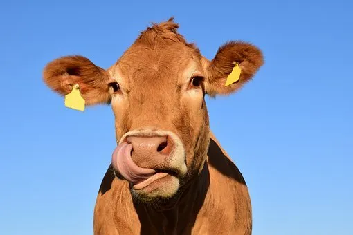 Среднегодовой надой на корову на костромском предприятии «Шуваловское молоко» за три года вырос на 27% 