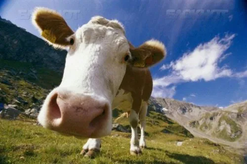 фотография продукта КРС коровы, телки